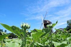 太陽に向かって