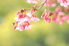 カワヅザクラ