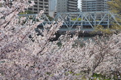 桜と環状線