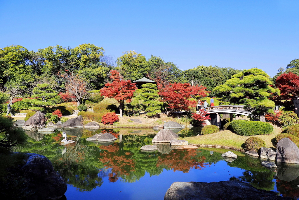 日本庭園のアオサギ