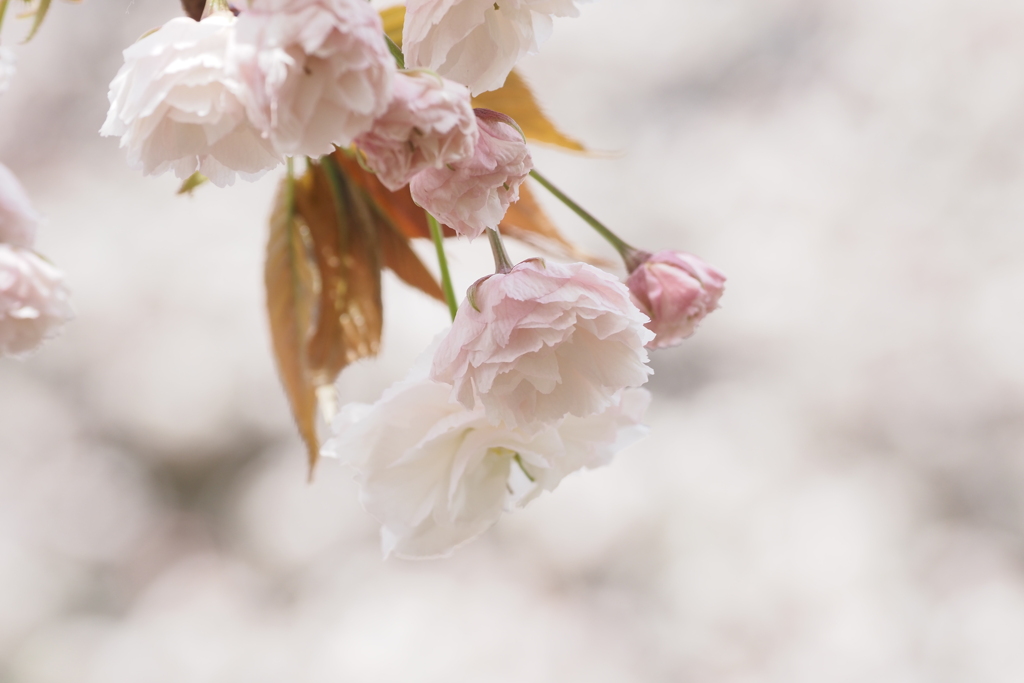 桜の通り抜け