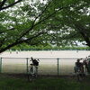 朝の公園