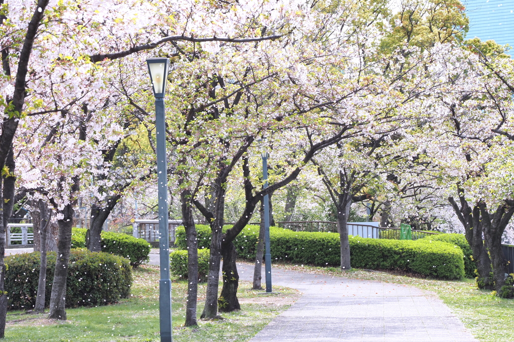 散り桜