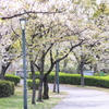 散り桜