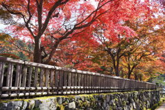 高野山の紅葉 ７