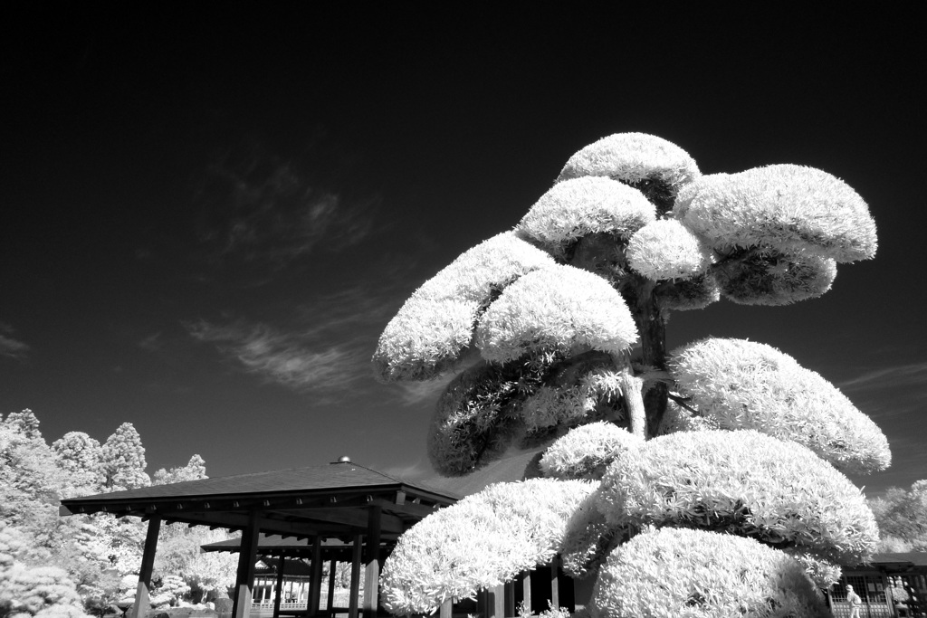 大仙公園日本庭園