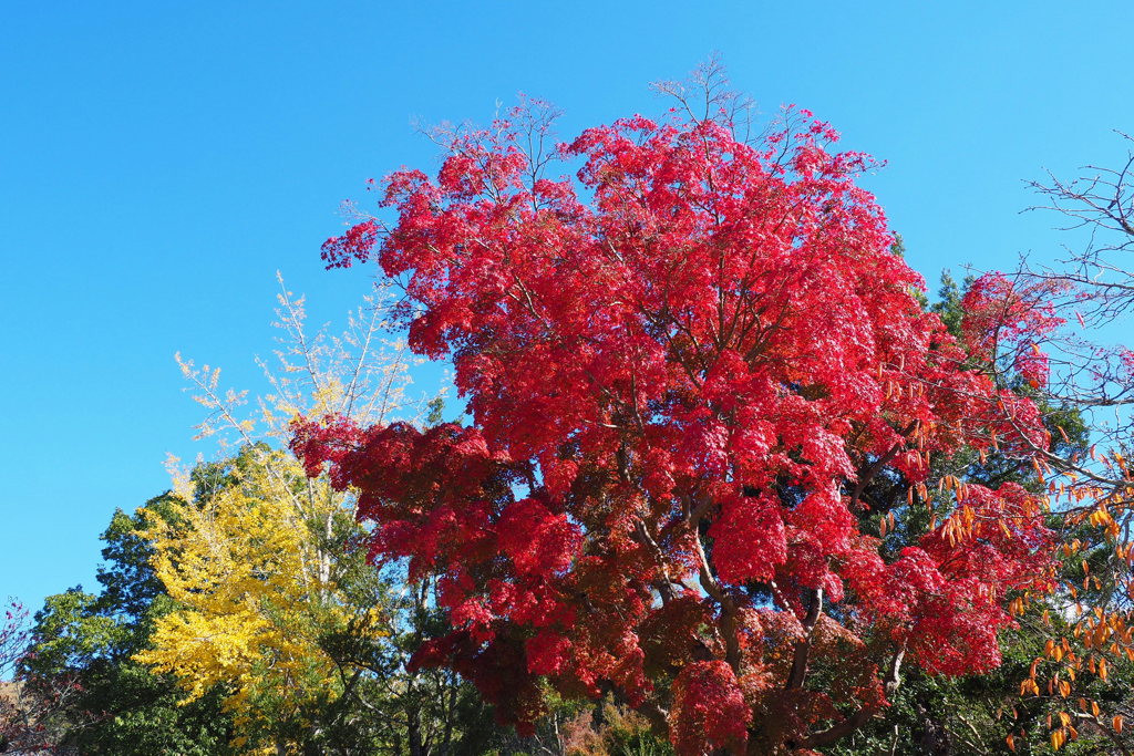 紅葉と黄葉