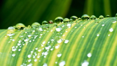 雨上がり １