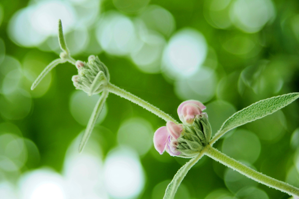 近所の花 ８