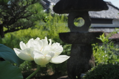 白蓮