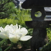 白蓮