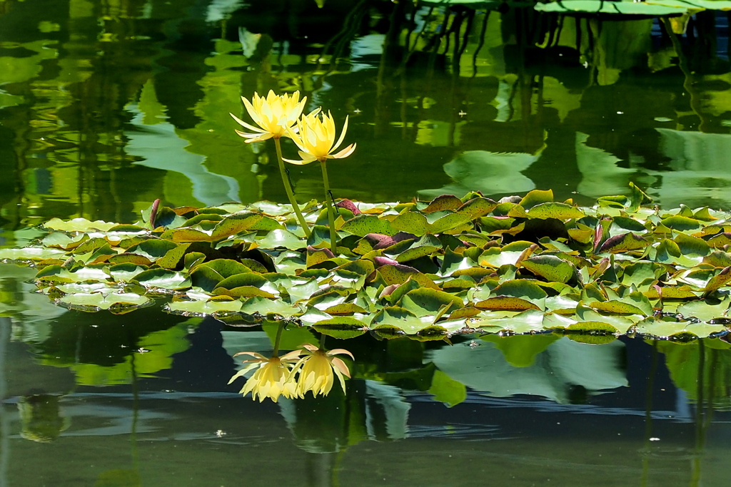 咲くやこの花館 ２