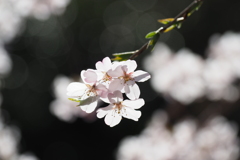 枝垂れ桜 １