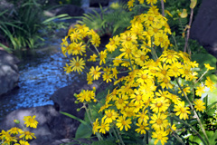 石蕗の花