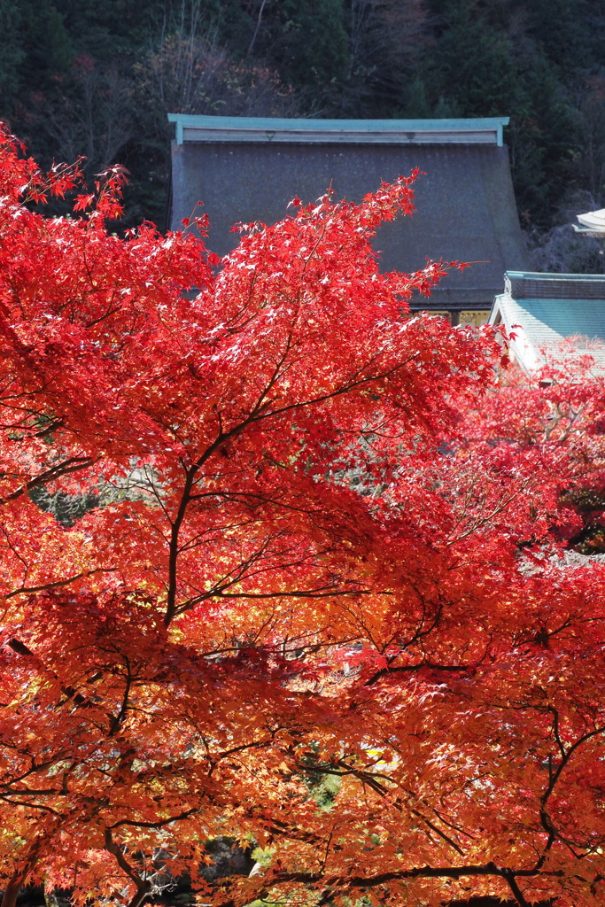 西南院と紅葉