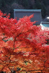 西南院と紅葉