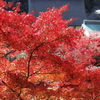 西南院と紅葉