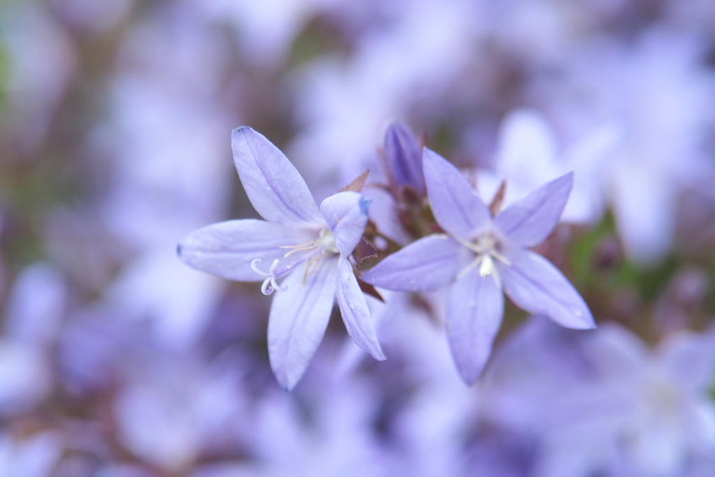 近所の花 ３