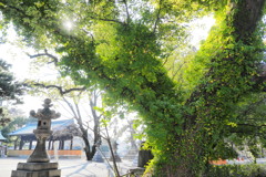 住吉大社