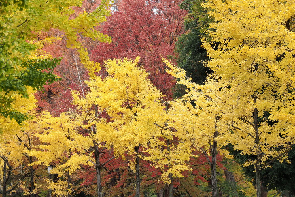 大阪城公園