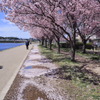 狭山池の春 ３