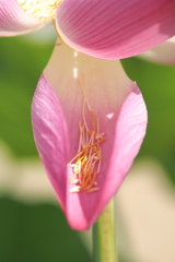 蕊