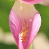 蕊