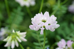 高原の花