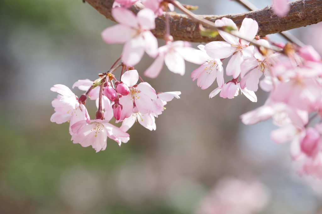 桜