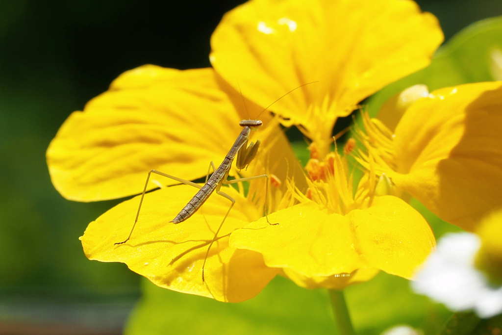 カマキリ
