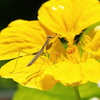 カマキリ