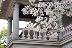 泉布観と桜