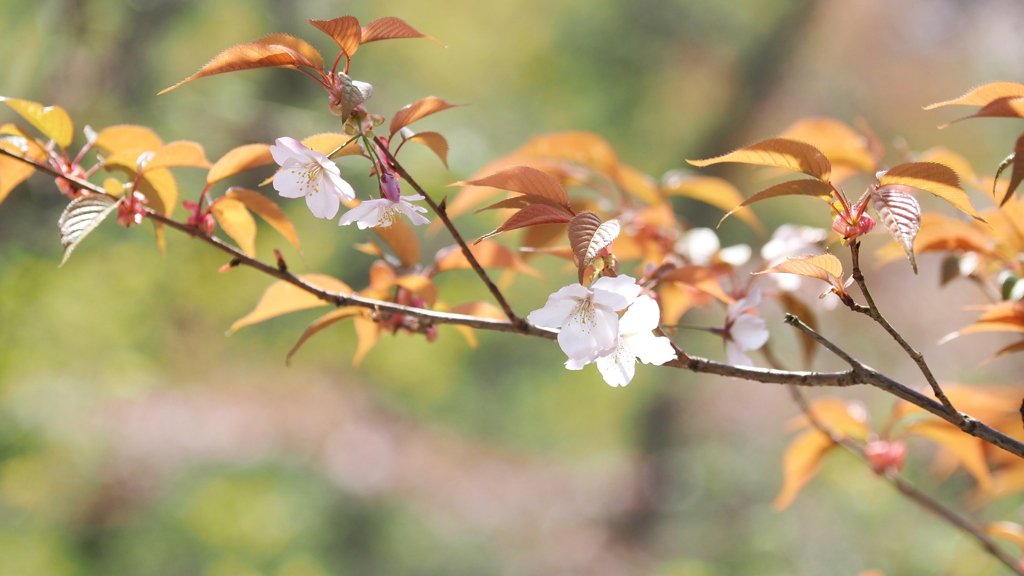 山桜