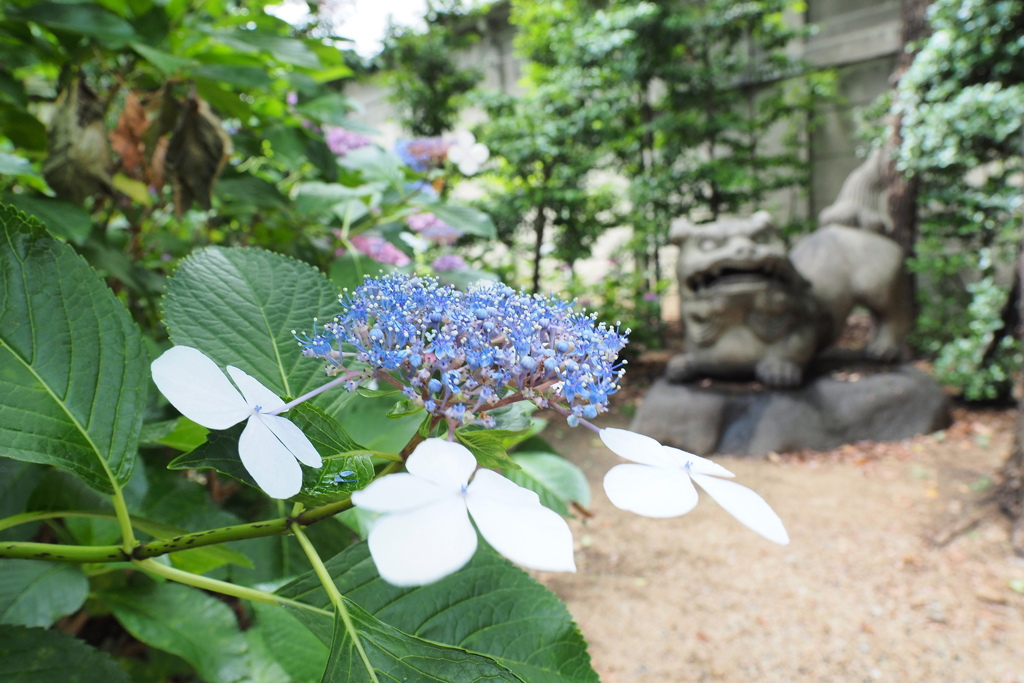 坐摩（いかすり）神社 ８