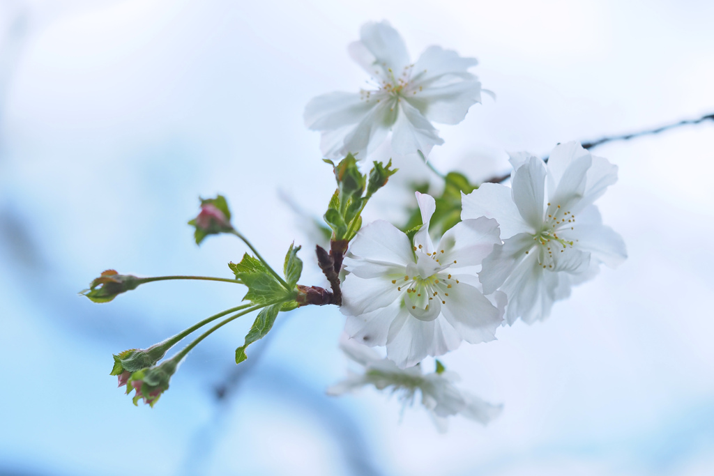 十月桜 ３