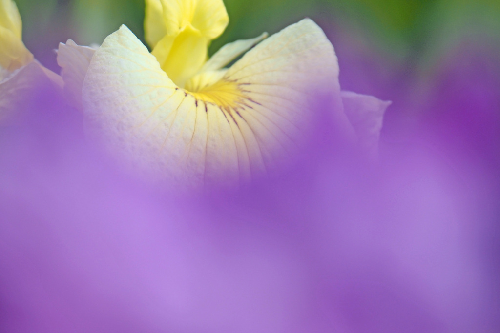 花菖蒲