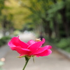 薔薇