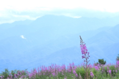 高原の花