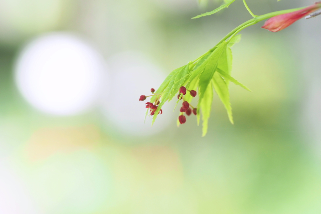 モミジの花