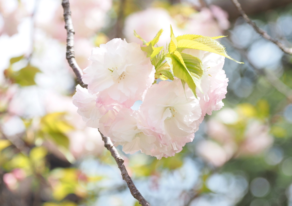 桜の通り抜け