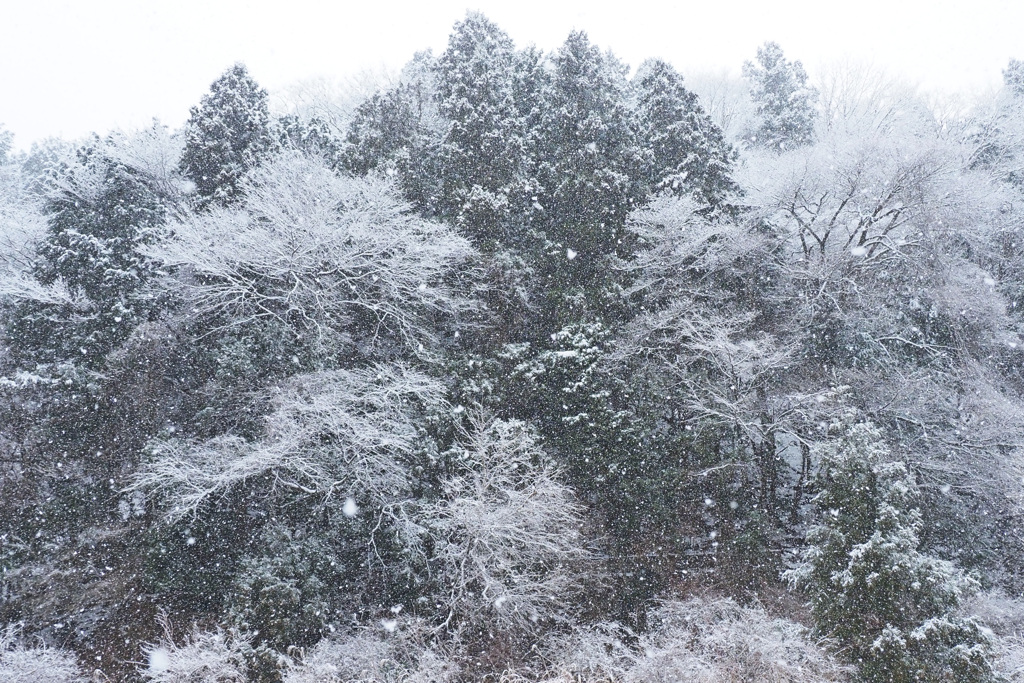 雪降る