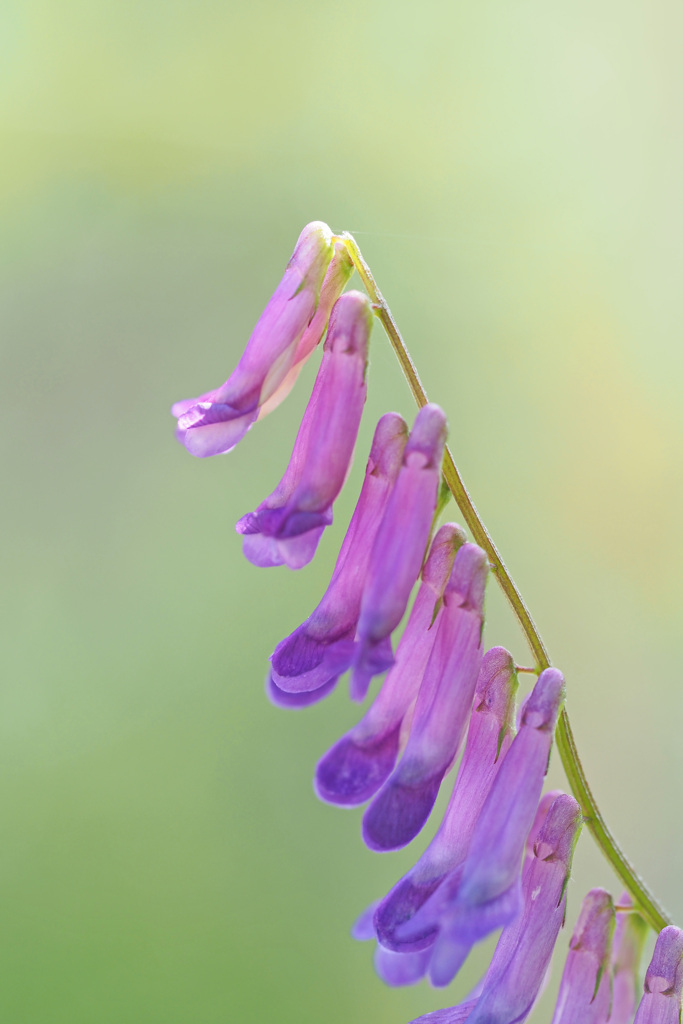 春の花