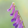 春の花