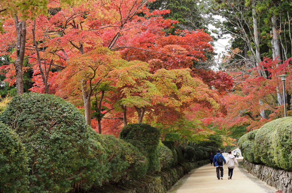 蛇腹道紅葉