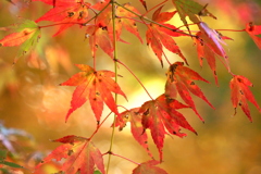 紅葉