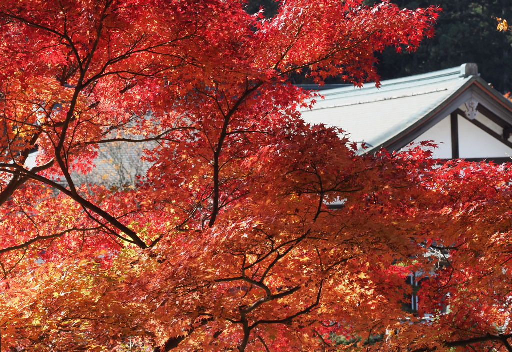 西南院と紅葉
