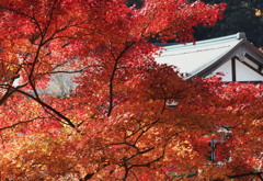 西南院と紅葉