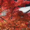 西南院と紅葉