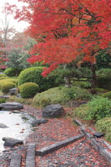 大仙公園日本庭園の秋 ７