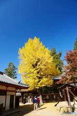 手向山八幡宮の銀杏